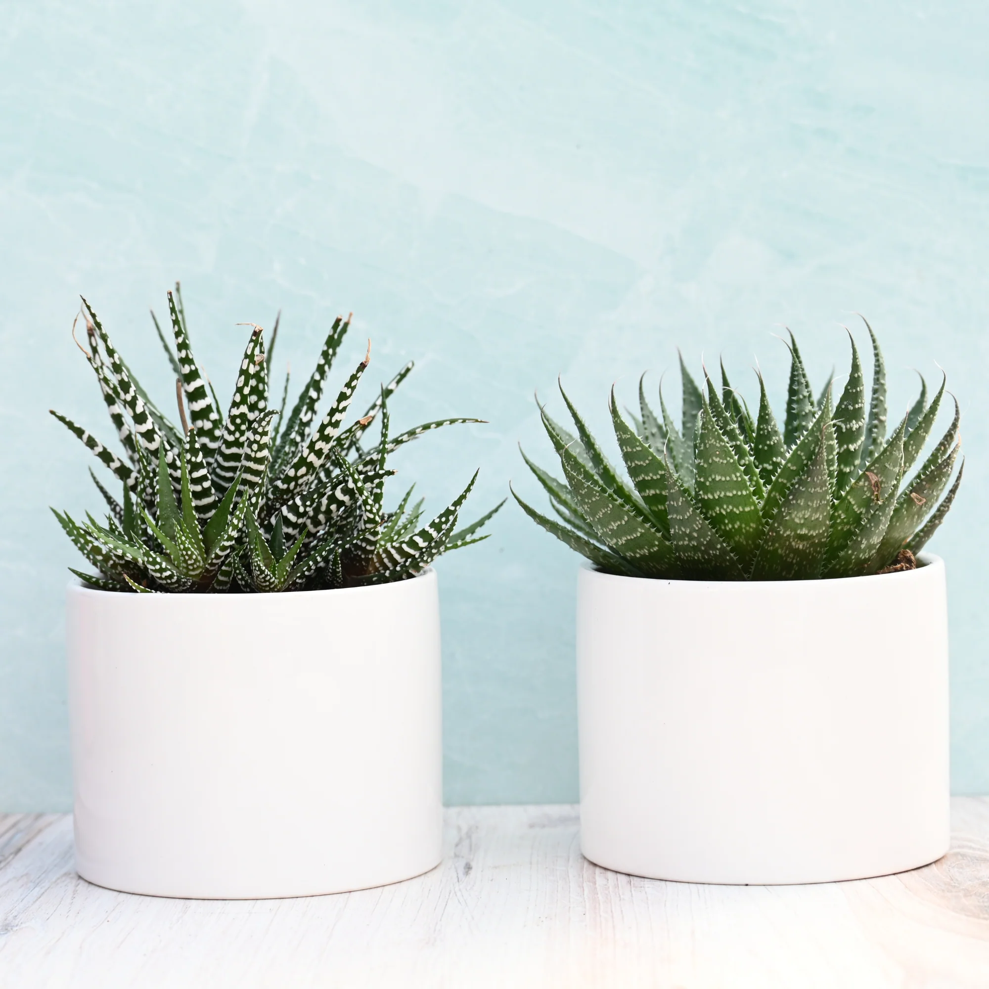 Potted Succulents for Sale