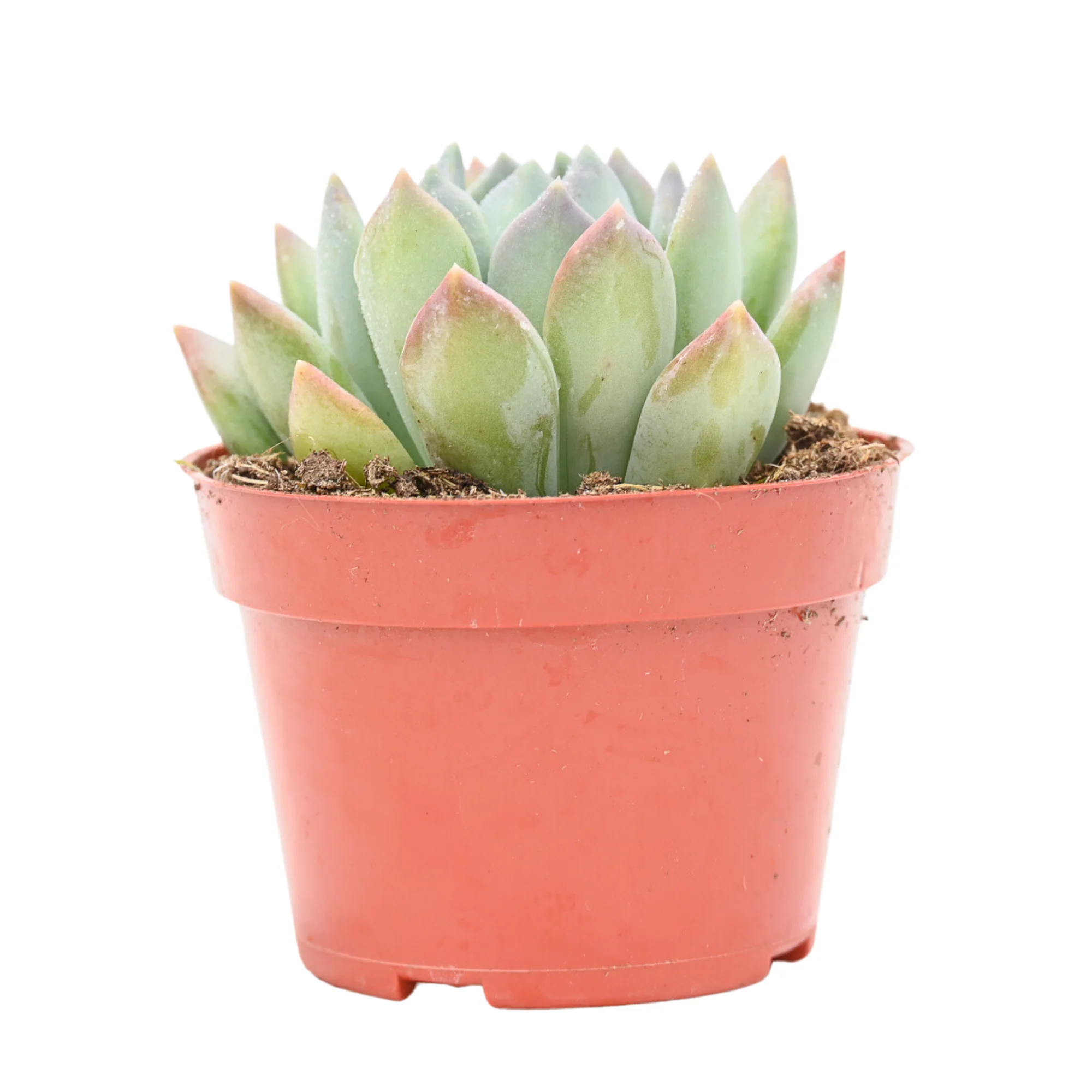 ALL SUCCULENTS FOR SALE